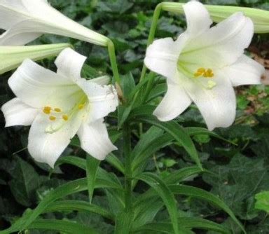 national flower of vatican city|National flower of Holy See (Vatican City) .